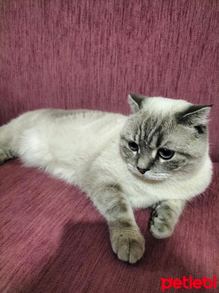 Scottish Fold, Kedi  Mia fotoğrafı