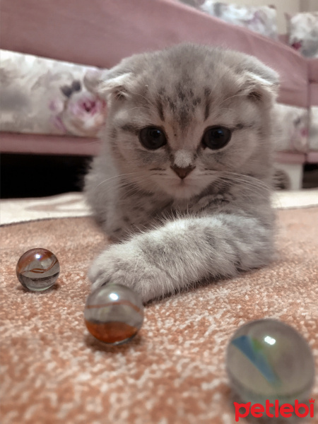 Scottish Fold, Kedi  Duman fotoğrafı