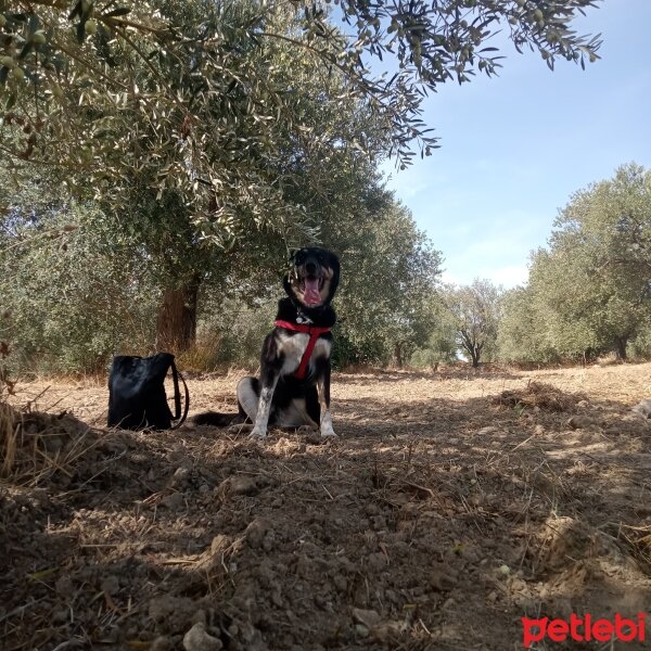 Border Collie, Köpek  Karam fotoğrafı