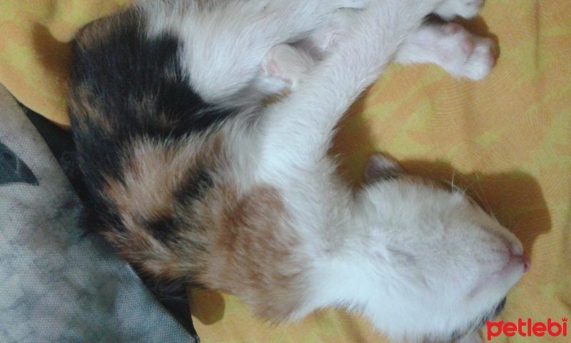 Tekir Kedi, Kedi  Marilyn fotoğrafı