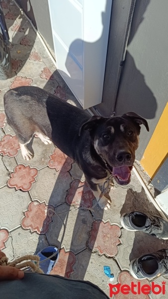 Cane Corso Italiano, Köpek  Hera fotoğrafı