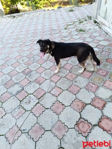 Cane Corso Italiano, Köpek  Hera fotoğrafı