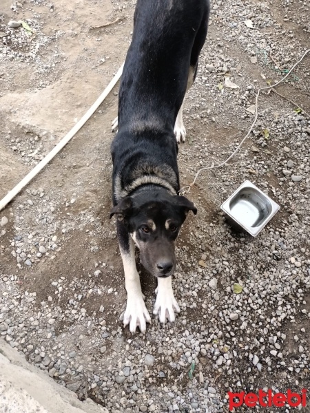 Cane Corso Italiano, Köpek  Hera fotoğrafı