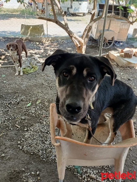 Cane Corso Italiano, Köpek  Hera fotoğrafı