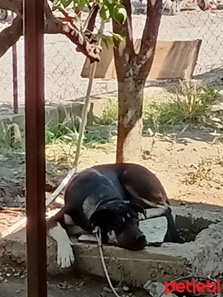 Cane Corso Italiano, Köpek  Hera fotoğrafı