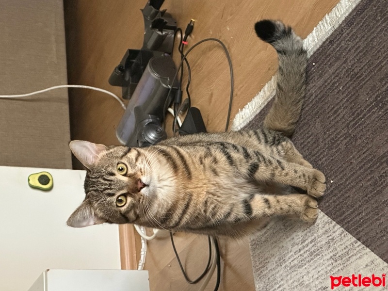 Tekir Kedi, Kedi  Susam fotoğrafı