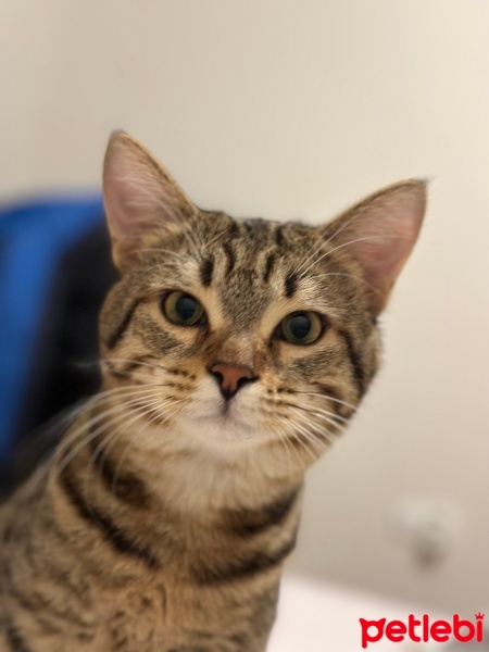Tekir Kedi, Kedi  Susam fotoğrafı