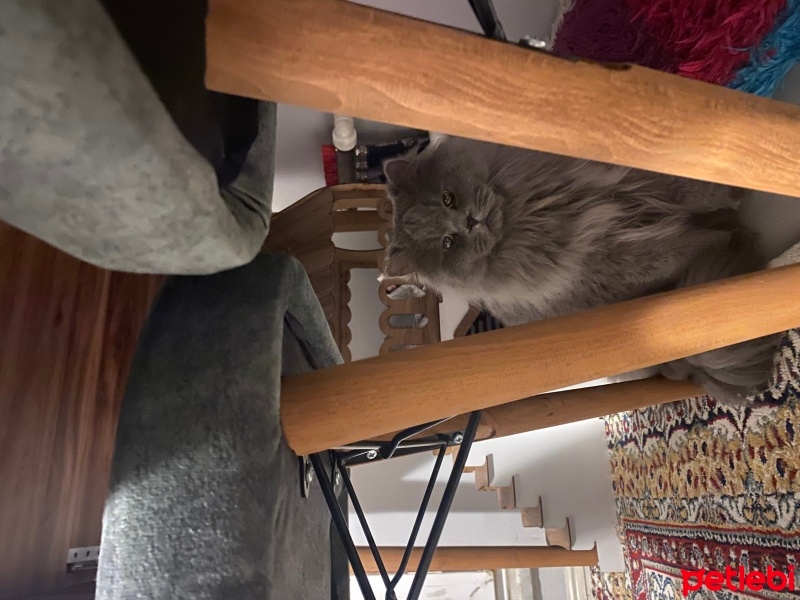 British Longhair, Kedi  Duman fotoğrafı