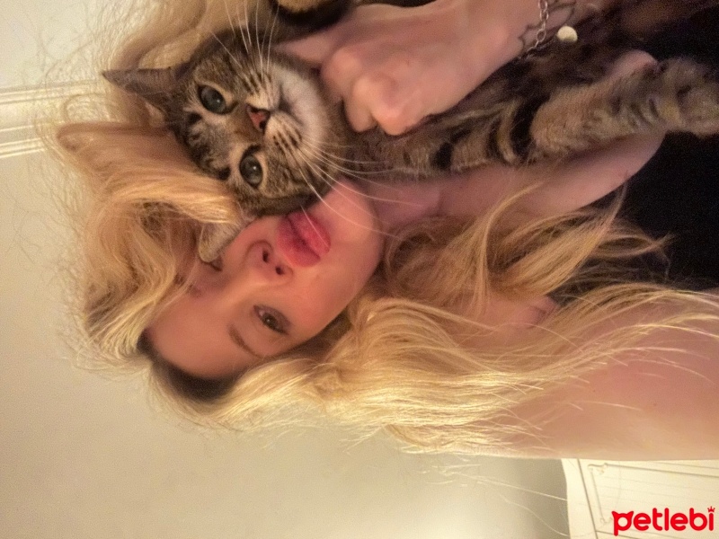 Tekir Kedi, Kedi  Bobby fotoğrafı