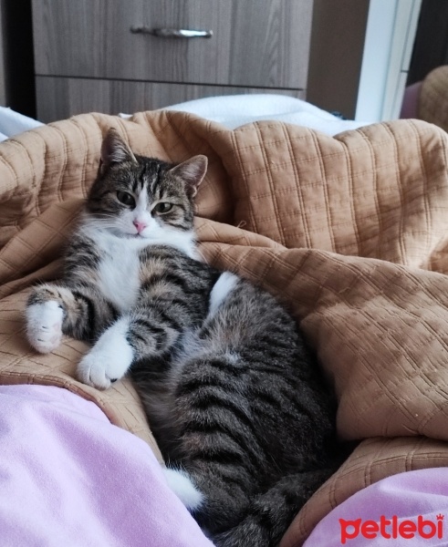 Tekir Kedi, Kedi  Boncuk fotoğrafı