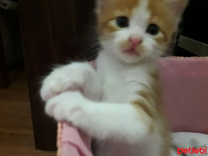 Tekir Kedi, Kedi  Olric fotoğrafı
