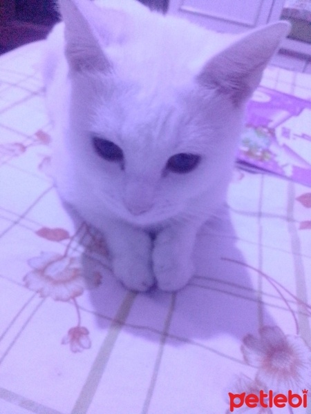 Tekir Kedi, Kedi  Pamuk fotoğrafı