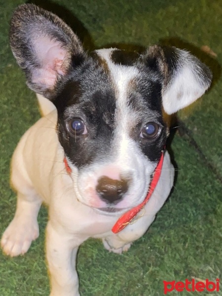 Chihuahua, Köpek  Maya fotoğrafı