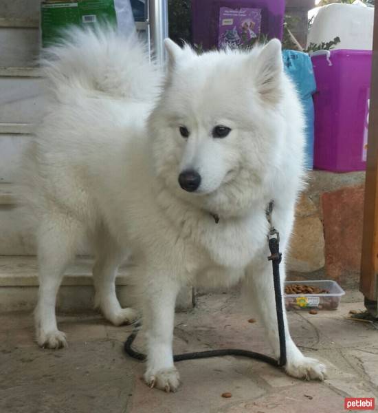 Samoyed, Köpek  Şila fotoğrafı