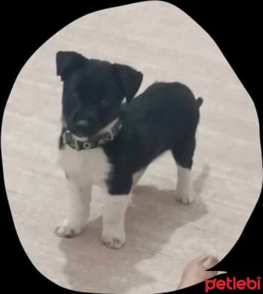 Jack Russell Terrier, Köpek  Cesur fotoğrafı