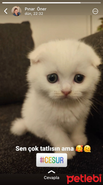 Scottish Fold, Kedi  Cesur fotoğrafı