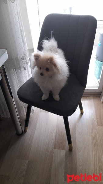Pomeranyalı, Köpek  sütlaç fotoğrafı