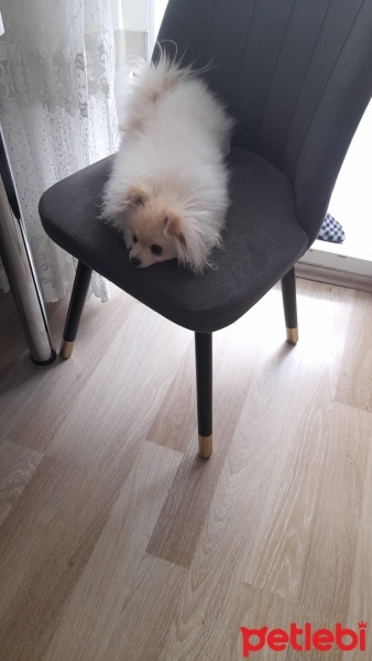 Pomeranyalı, Köpek  sütlaç fotoğrafı