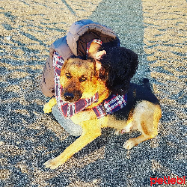 Alman Çoban Köpeği, Köpek  Riley fotoğrafı
