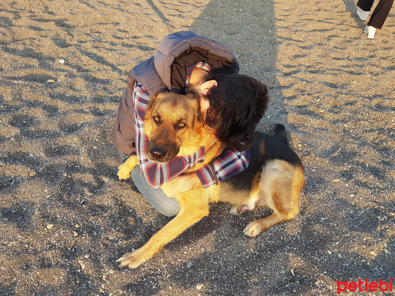 Alman Çoban Köpeği, Köpek  Riley fotoğrafı