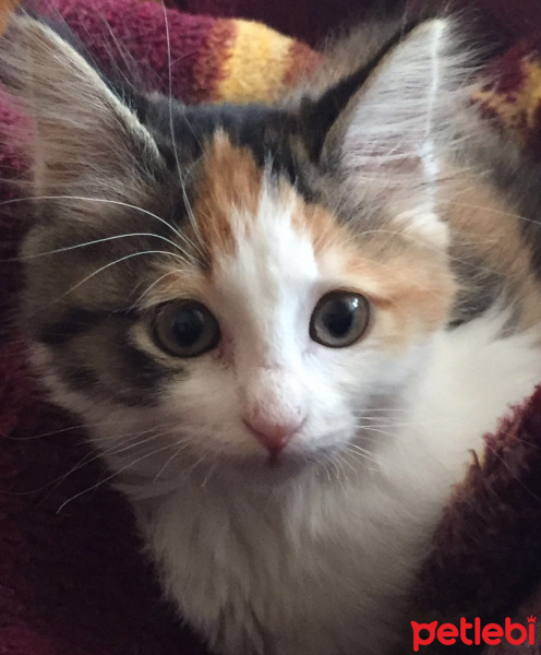 Tekir Kedi, Kedi  Afitab fotoğrafı