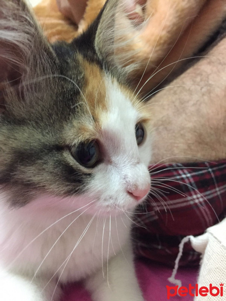 Tekir Kedi, Kedi  Afitab fotoğrafı