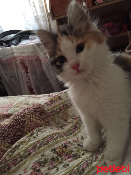 Tekir Kedi, Kedi  Afitab fotoğrafı