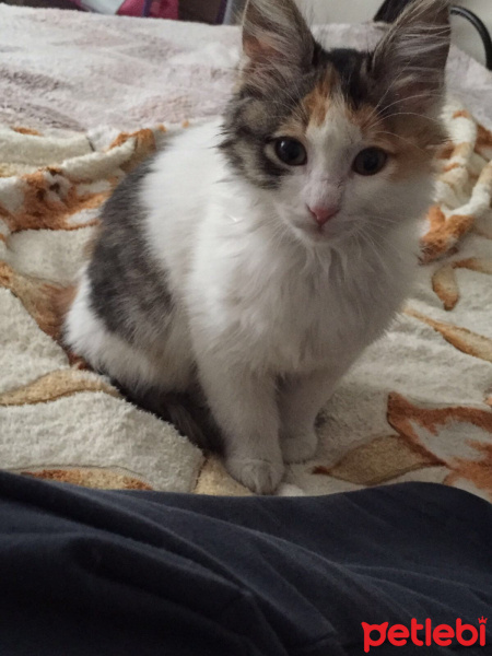 Tekir Kedi, Kedi  Afitab fotoğrafı