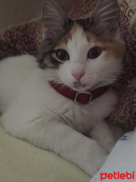 Tekir Kedi, Kedi  Afitab fotoğrafı