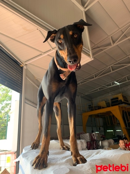 Doberman Pinscher, Köpek  Queen fotoğrafı