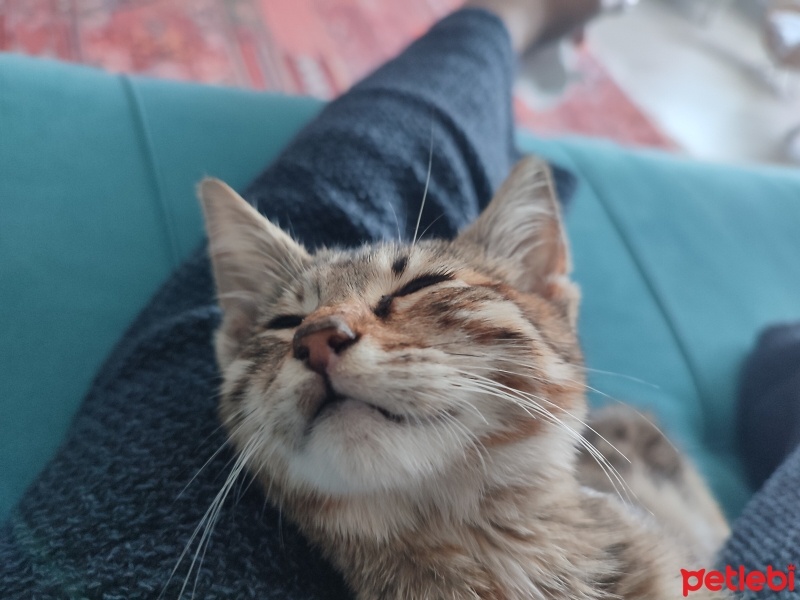 Tekir Kedi, Kedi  Mia fotoğrafı