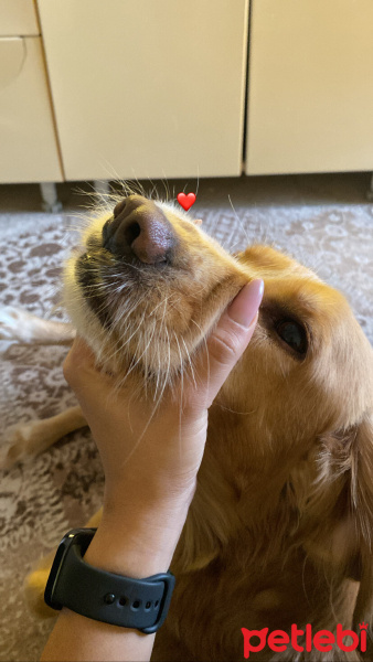 Golden Retriever, Köpek  Cookie fotoğrafı