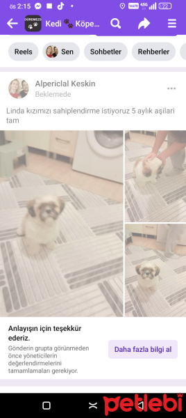 Shih Tzu, Köpek  Linda fotoğrafı