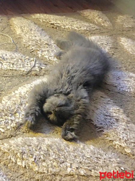 Chinchilla, Kedi  gofret fotoğrafı