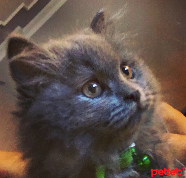 Chinchilla, Kedi  gofret fotoğrafı