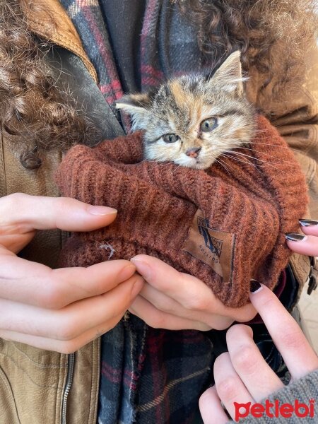 Tekir Kedi, Kedi  Parley fotoğrafı