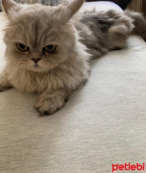 Chinchilla, Kedi  Mırmır fotoğrafı