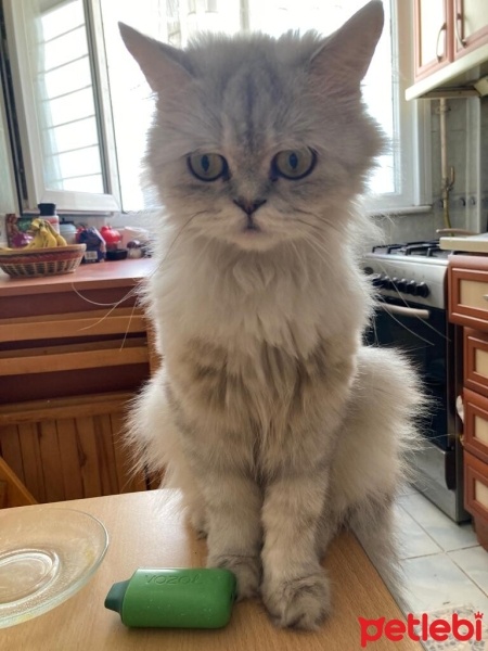 Chinchilla, Kedi  Mırmır fotoğrafı