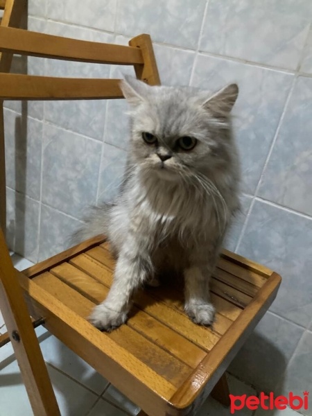 Chinchilla, Kedi  Mırmır fotoğrafı