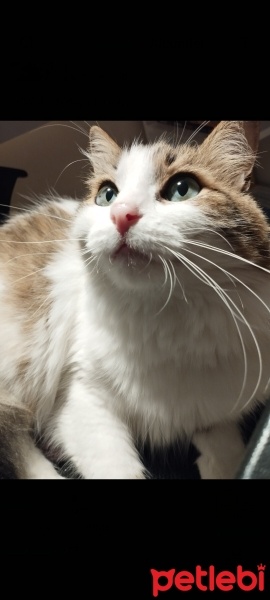 Tekir Kedi, Kedi  Prenses fotoğrafı