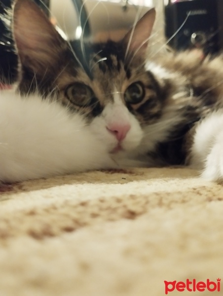 Tekir Kedi, Kedi  Prenses fotoğrafı