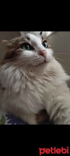 Tekir Kedi, Kedi  Prenses fotoğrafı
