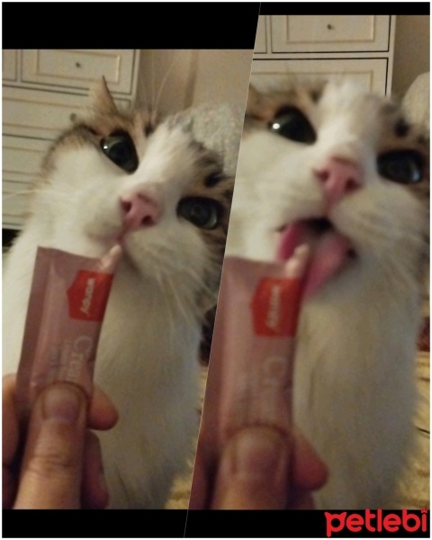 Tekir Kedi, Kedi  Prenses fotoğrafı