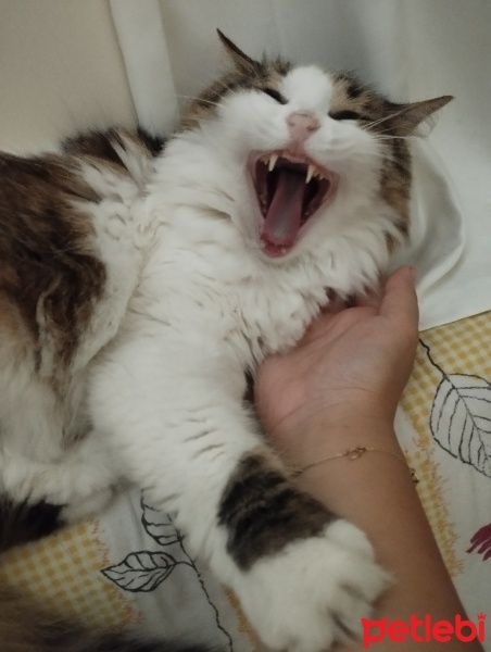 Tekir Kedi, Kedi  Prenses fotoğrafı