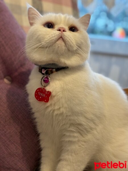 British Shorthair, Kedi  Yumak fotoğrafı