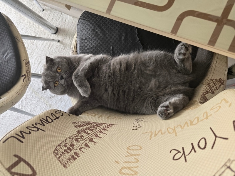 Scottish Fold, Kedi  Zıpzıp fotoğrafı