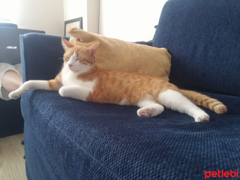 Tekir Kedi, Kedi  Susam fotoğrafı