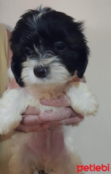 Shih Tzu, Köpek  smokin fotoğrafı