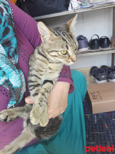 Tekir Kedi, Kedi  Tekir fotoğrafı