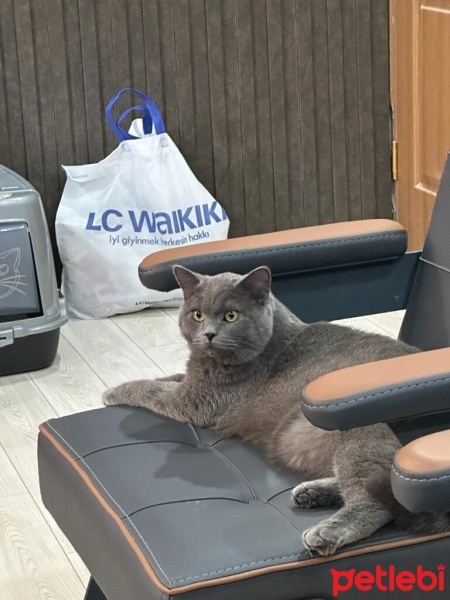 British Shorthair, Kedi  Duman fotoğrafı